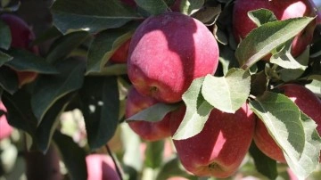 Ege'nin elma kaynağı Çivril'de rekolte beklentisi 180 bin ton
