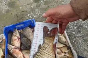 Eğirdir Gölü'nde 40 santim altında sazan balığı avlamak yasak