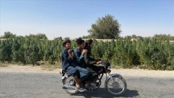 Ekonomik krizdeki Afganistan’da evren narkotik trafiğinin deposu kenevir ekimi sürüyor