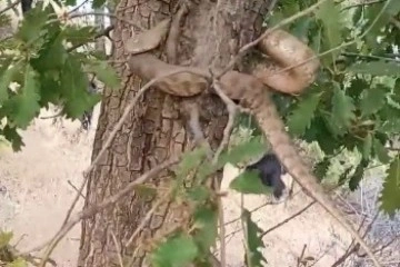 Elazığ'da 2 metrelik yılan paniği! Görünce neye uğradığı şaşırdı