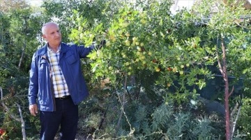 Elazığlı terzi pepinodan hünnapa cins yazar meyve yetiştiriyor