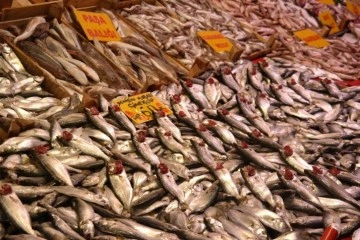 En hesaplı hayvansal protein kaynağı ’Balık’