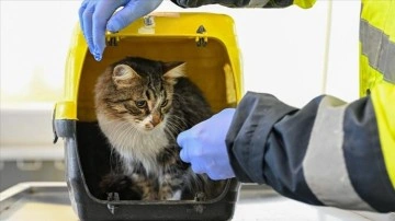 Enkazdan kurtarılan domestik zooloji İzmir’de rehabilite ediliyor