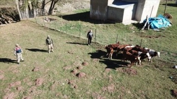 Erzincan'da kaybolan büyükbaş zooloji drone sayesinde bulundu