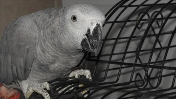 Erzurum'da mevcut Afrika boz papağanı koruma dibine alındı