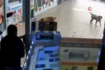 Esenyurt’ta köpeklerin vatandaşlara saldırı anı kamerada
