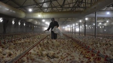 Eşi rahatsızlanan eş tavuk çiftliğinin sorumluluğunu üstlendi