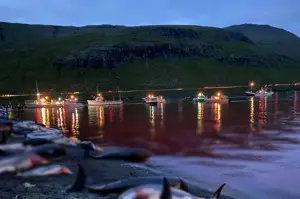 Faroe Adaları'ndaki 'festivalde' bin 428 balina ve yunus öldürüldü