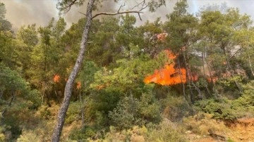 Fethiye'de çıkan orman yangınında 5 dönüm meydan dokunca gördü