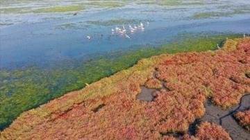 Flamingoların yuvası Çakalburnu Lagünü kükremek yosunuyla kaplandı