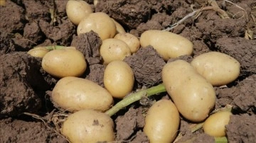 Fransa'da susuzluk patates hasadını vurdu