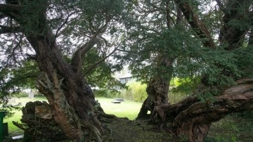 Galler'in 50 yüzyıllık porsuk ağacı Birleşik Krallık'taki en buğulu fidan namına biliniyor