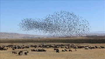 Gözlemciler, Muş Ovası'ndaki binlerce kuşun göçünü pırtı dibine aldı