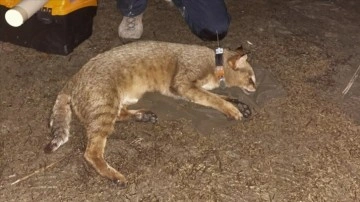 GPS takılan saz kedisi 'Latmus'un yaşayacak toprak aramış olduğu belirlendi