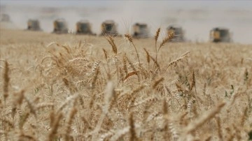 Hindistan, toptan talebi istikbal etmek düşüncesince elan çok buğday arzına hazır