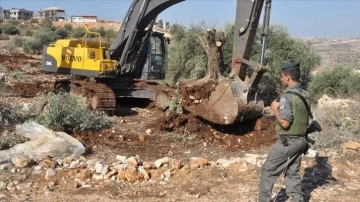 İsrail güçleri Batı Şeria'da Filistinlilere ilişik 250 zeytin ağacını söktü