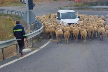 İstanbul-Tekirdağ yolunda vasıtaların koyun sürüsüyle imtihanı: Tebessüm ettiren görüntüler