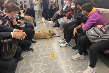 İstanbul’un gezgin köpeği “Boji” Ataşehir’de kameralara yakalandı