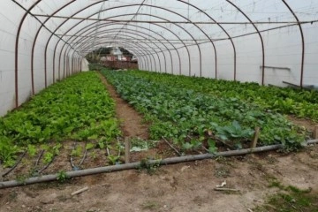 İstanbul’un göbeğinde, E-5'in yanında organik tarım