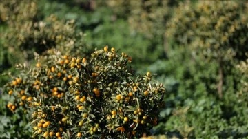 İzmir'de tecrübe gayeli yetiştirilen "altın portakal"da evvel hasat yapıldı