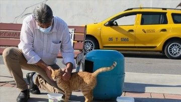 İzmirli taksici 'mama kutusu'nda biriken parayla çıkmaz kedilerine bakıyor