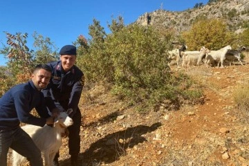 Jandarma kayıp keçileri drone ile buldu