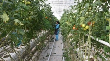 Jeotermal serada yetiştirilen domatesler Avrupa ülkelerinden nazarıitibar görüyor