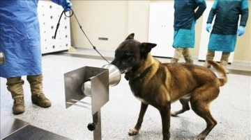 K9 köpekleri Kovid-19 hastalarını teşhiste akıbet evreye yaklaştı
