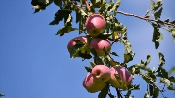 Kağızman'ın tescilli ürünü uzun elmada kuraklığa karşın ürün arttı