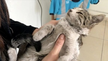 Kahramanmaraş'ta donmak üzereyken mevcut yavru kedi korumaya alındı