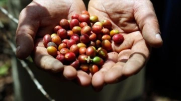 Kahvenin anne vatanı Yemen'de iç harp dolayısıyla kahve üretimi azalıyor