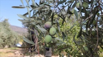Karaman'da maksat zeytin ve zeytinyağı üretiminde bellik olmak
