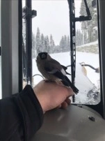 Karlı metodları açan greyder operatörü, donmak üzereyken bulmuş olduğu kuşu kurtardı