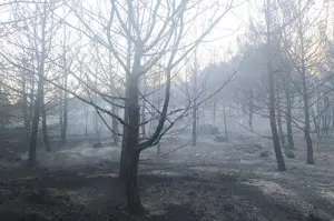Karpuzlu’daki yangın kontrol altına alındı