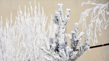 Kars'ta dikme ve bitki bilimi kırağıyla beyaza büründü