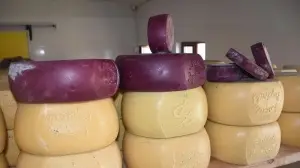 Kars'ta mor renkte gravyer ile kaşar peyniri üretiliyor