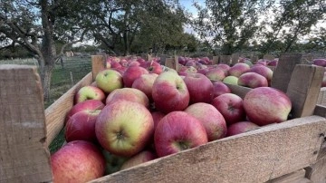 Kastamonu'da kestirmece 23 bin titrem elma rekoltesi bekleniyor
