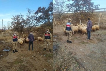 Kayıp 31 koyunu jandarma buldu