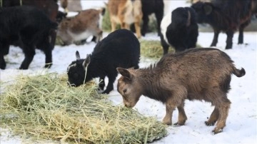 Kayseri'de hayvanat bahçesinin sakinlerine kış aylarına hususi iş yapılıyor