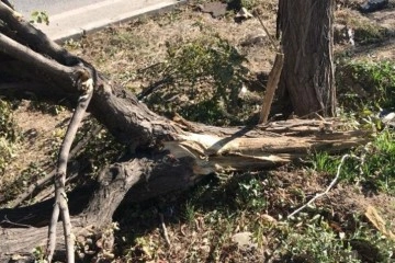 Kazada refüje çıkan otomobil ağaçlara çarparak durabildi: 2 yaralı