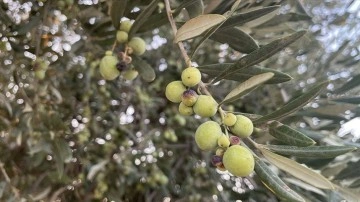 Kilis'in yüzyıllık ağaçlarından elde edilmiş tescilli zeytinyağına dünya dışından talep