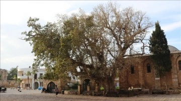 KKTC'nin en buğulu canlısı: Tarihi Cümbez Ağacı