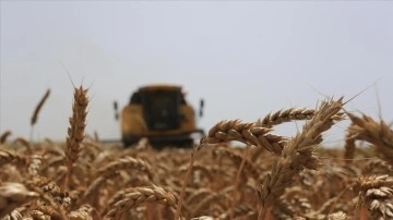 Konya'da buğdayda ürün değiştirmek ve dirimlik kaybı riskine TARSİM teminatı sağlandı