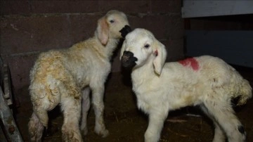 Konyalı besiciler yavrulayacak koyunlarını kamerayla strateji ediyor