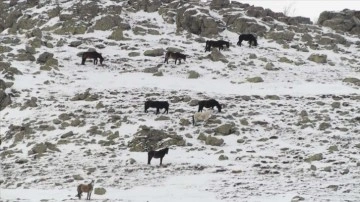 Kumalar Dağı'nda karlar altında eşya arayan yılkı atları görüntülendi