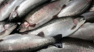 Malatya'da yetiştirilen somon balıkları Avrupa devletleri ve Rusya'ya ihraç ediliyor
