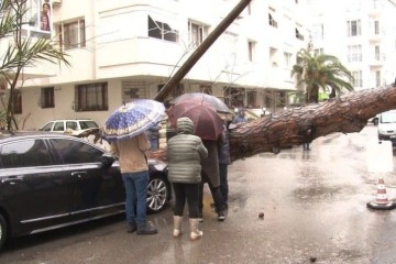 Maltepe’de rüzgarın etkisiyle dev ağaç milyonluk otomobilin üzerine devrildi