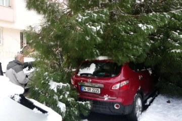 Maltepe’de yoğun kara dayanamayan ağaç, park halindeki 2 aracın üstüne devrildi
