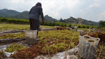 Manisa'da kurutmaya bırakılan üzümler yığın sularına kapıldı
