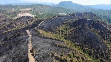 Marmaris'te yanan orman piyasası açıktan görüntülendi